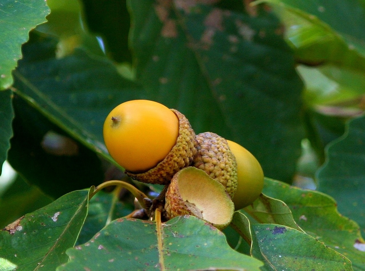 Conserving Habitats, Conserving Species: Focusing on Ecosystems